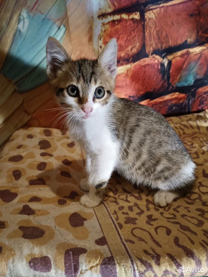 Котёнок в добрые руки, Краснодар