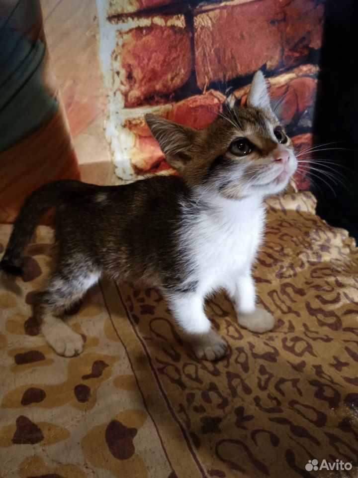Котёнок в добрые руки, Краснодар