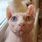 Канадский сфинкс, кот вязка