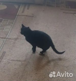 Взрослая, кошка в добрые руки, Арамиль
