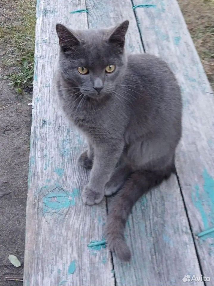 Котёнок в добрые руки, Липецк