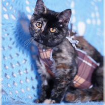 Британский короткошёрстный котёнок, Белгород