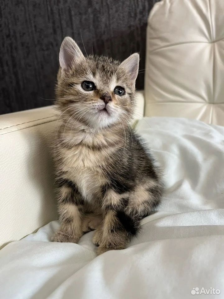 Котёнок в добрые руки, Краснодар