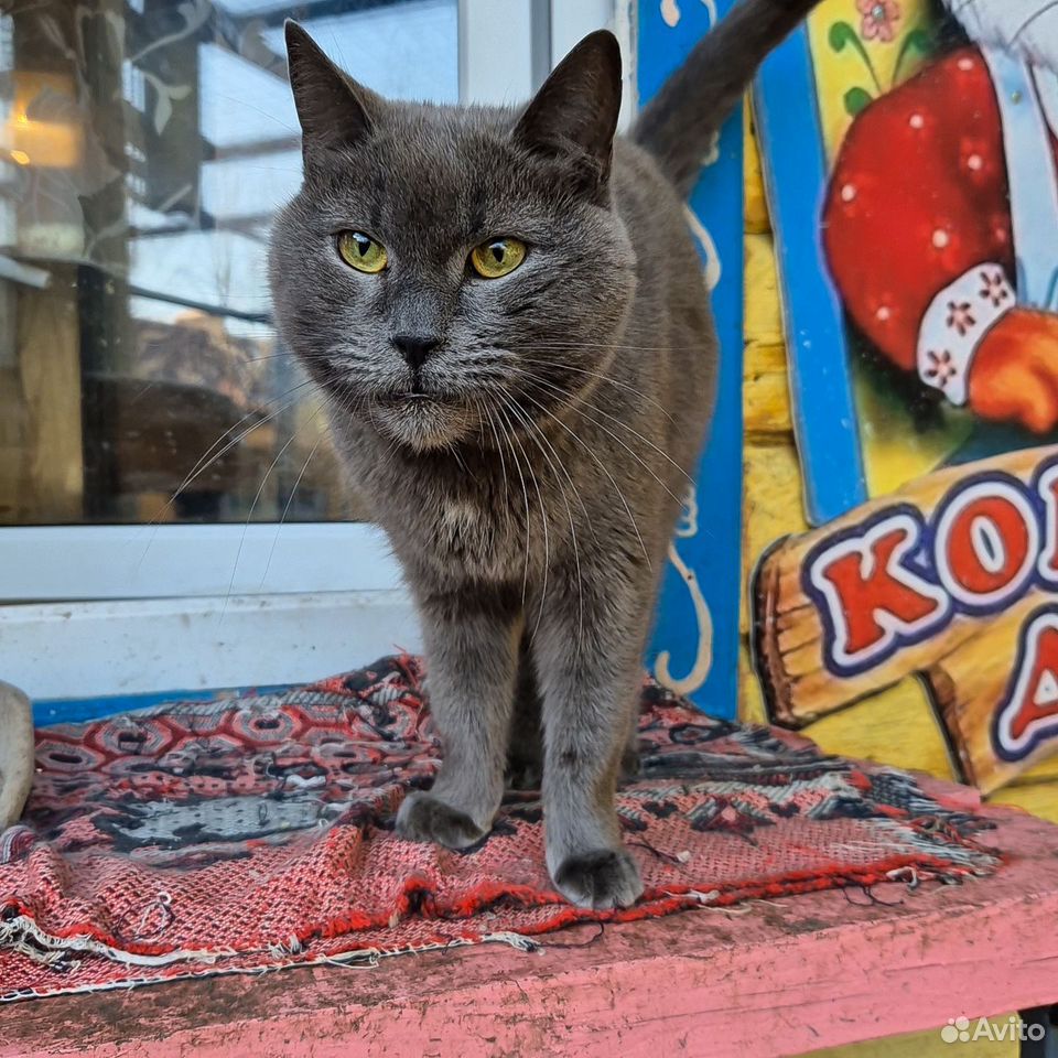 Взрослый кот в добрые руки, Тамбов