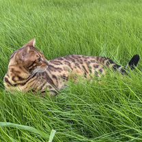 Бенгальский кот, вязка, Воронеж