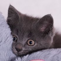 Русский голубой котёнок, Белгород