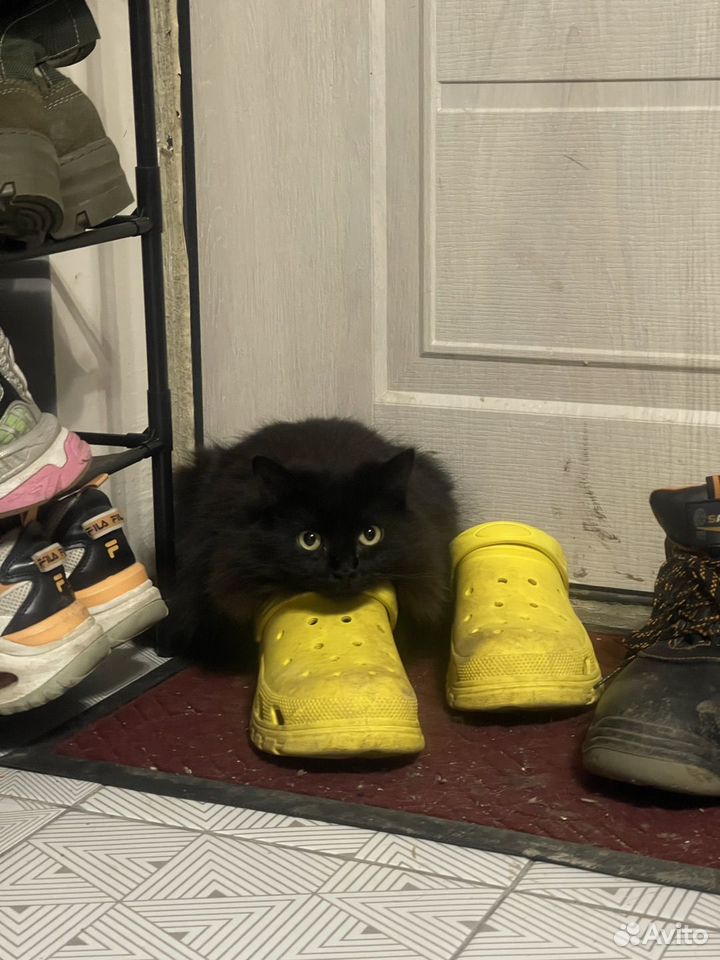 Взрослая, кошка в добрые руки, Краснодар