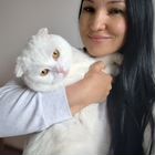 Шотландский вислоухий короткошёрстный кот, вязка