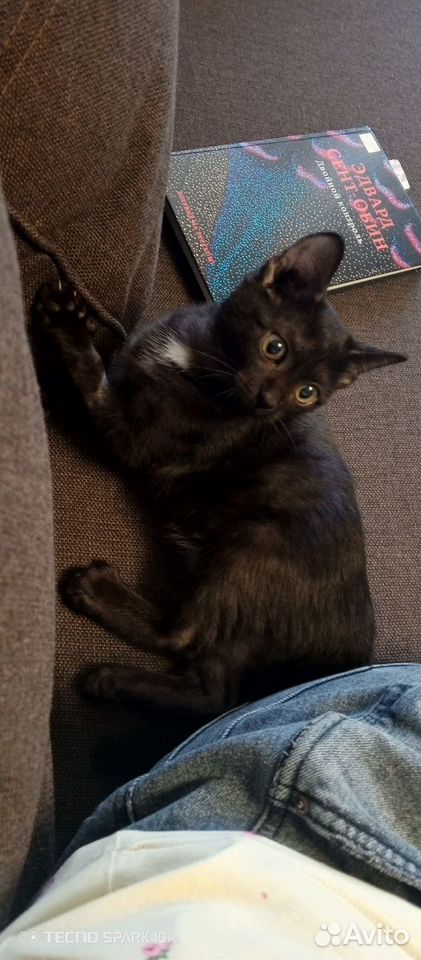 Котёнок в добрые руки, Тюмень
