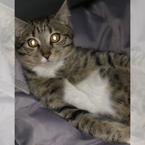 Потерялся кот, Сочи