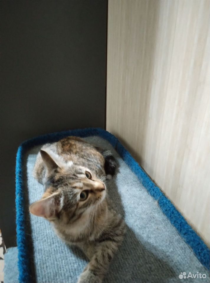 Котёнок в добрые руки, Дзержинск