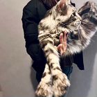Мейн-кун, кот вязка