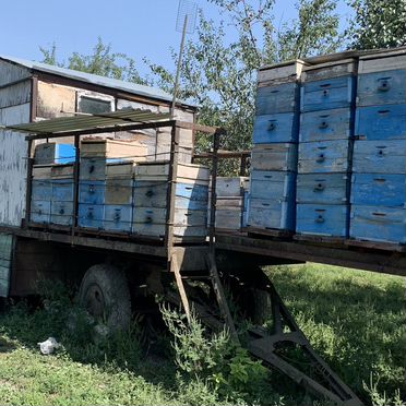 Пчелопавильон