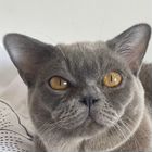 Европейский бурманский кот, вязка