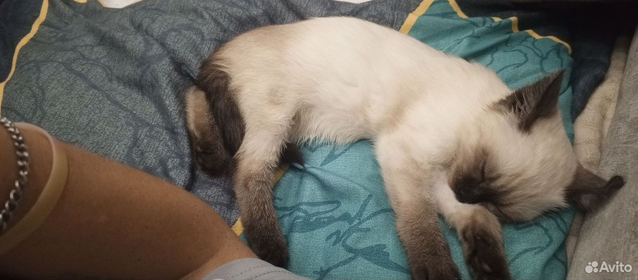 Сиамский котёнок, Большеречье