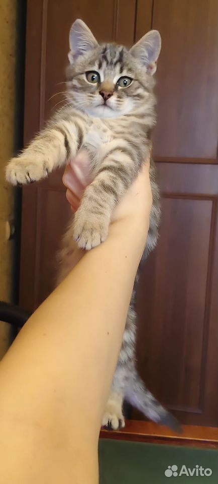 Котёнок в добрые руки, Липецк