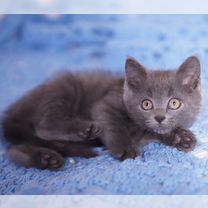 Русский голубой котёнок, Белгород