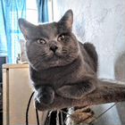 Шотландский прямоухий короткошёрстный кот, вязка