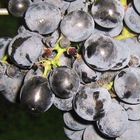 Виноград Саперави Грузия