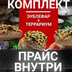 Эублефар Геккон Террариум с оформлением