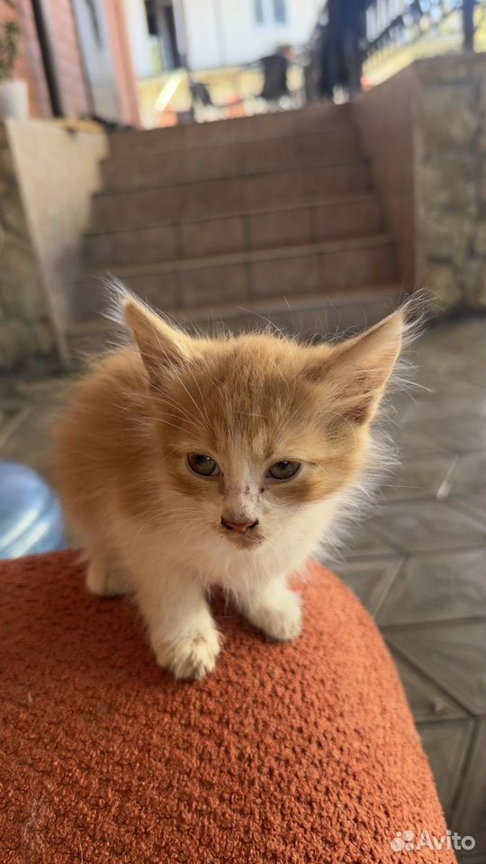 Котёнок в добрые руки, Краснодар