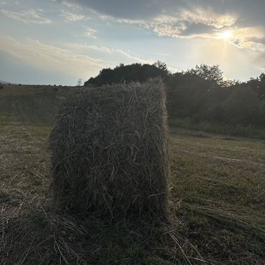 Сено луговое разнотравье