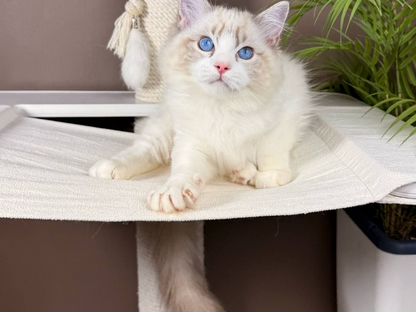 Рэгдолл котёнок, Гомель