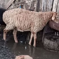 Баранчики ярочки, Келес