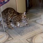 Бенгальский кот, вязка
