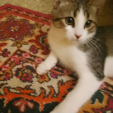 Американский жесткошёрстный котёнок